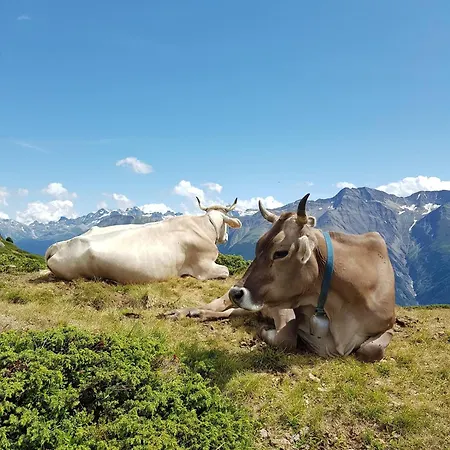 Charming With Mountain Views Aletsch Unesco Appartamento Riederalp